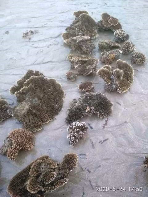 Cần xử lý nghiêm hành vi hủy hoại san hô vịnh Nha Trang - ảnh 1