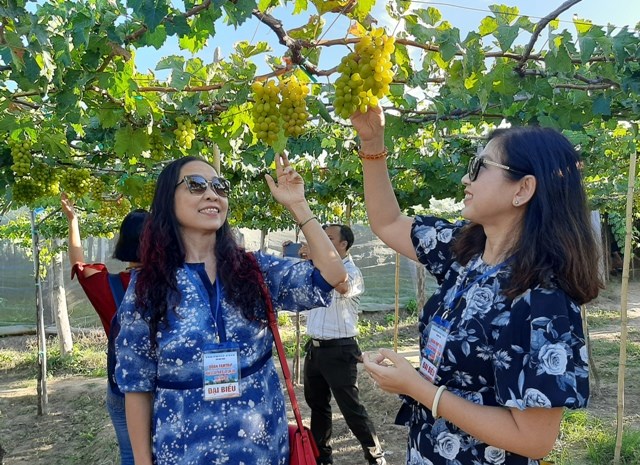 Ninh Thuận:  Khách sạn, resort dọc biển kín phòng do khách nội địa tăng cao - ảnh 2