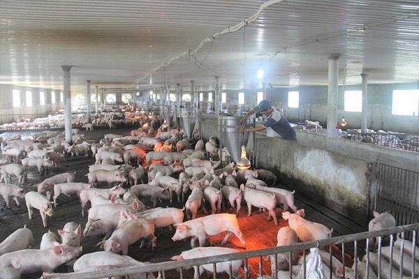 Khánh Hoà: Khởi sắc từ dự án cấp điện nông thôn - ảnh 2