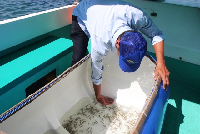 Khánh Hòa: Người dân, du khách  hứng khởi trông cây xanh, thả cá giống bảo vệ biển đảo - ảnh 3