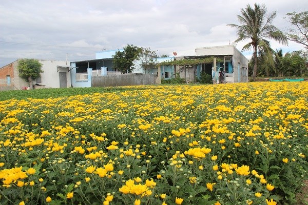 Ninh Thuận: Làng hoa Mỹ Bình khoe sắc đón Xuân - ảnh 6