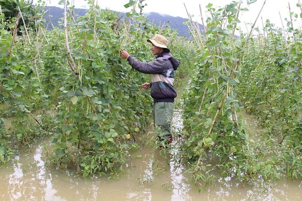 Lâm Đồng: Mưa lớn kết hợp xả lũ, hàng trăm hecta hoa màu ngập trong biển nước - ảnh 2