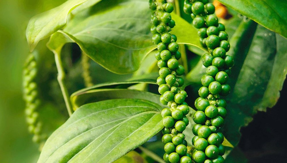 Hồ tiêu nhân to, chắc, mẩy Tây Nguyên