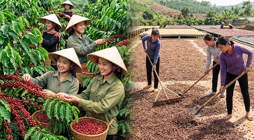 Giá cà phê hôm nay 23.8 giảm mạnh, thế giới đồng loạt đỏ sàn
