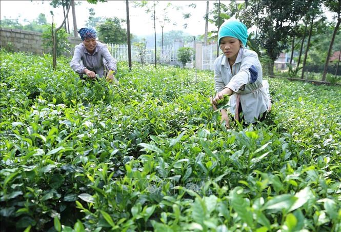 Mô hình sản xuất chè chất lượng cao theo tiêu chí nông thôn mới tại xã Ba Trại,huyện Ba Vì. Ảnh: Vũ Sinh/TTXVN