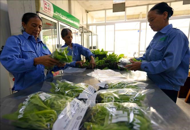 HTX dịch vụ tổng hợp Đa Tốn có hơn 1 ha trồng các loại rau ăn lá, thu nhập hơn100 triệu đồng/tháng, sản phẩm rau của HTX đạt OCOP 4 sao năm 2023. Ảnh: VũSinh/TTXVN