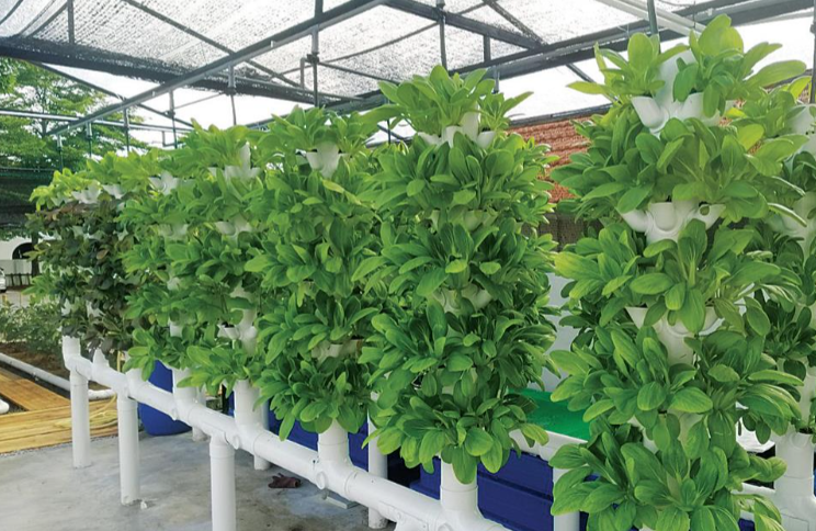Hệ thống aquaponics canh tác kết hợp giữa nuôi trồng thủy sản và trồng cây khôngdùng đất trong một hệ sinh thái tuần hoàn, khép kín. Ảnh: TTXVN phát