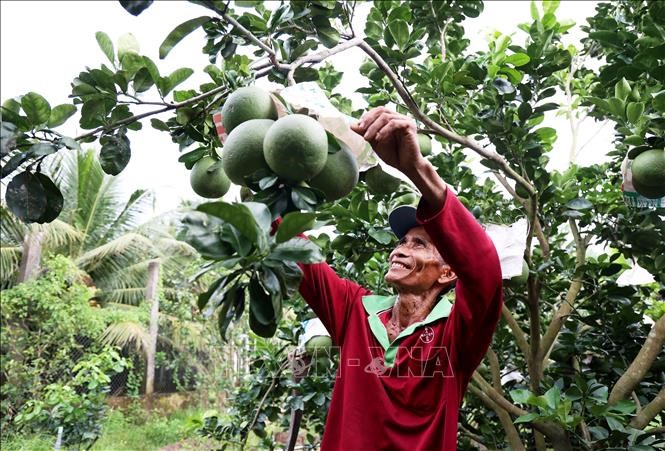 Trồng bưởi ứng dụng công nghệ cao theo quy trình VietGAP ở Hợp tác xã Mỹ Phong(thành phố Mỹ Tho, tỉnh Tiền Giang). Ảnh: Hồng Đạt/TTXVN