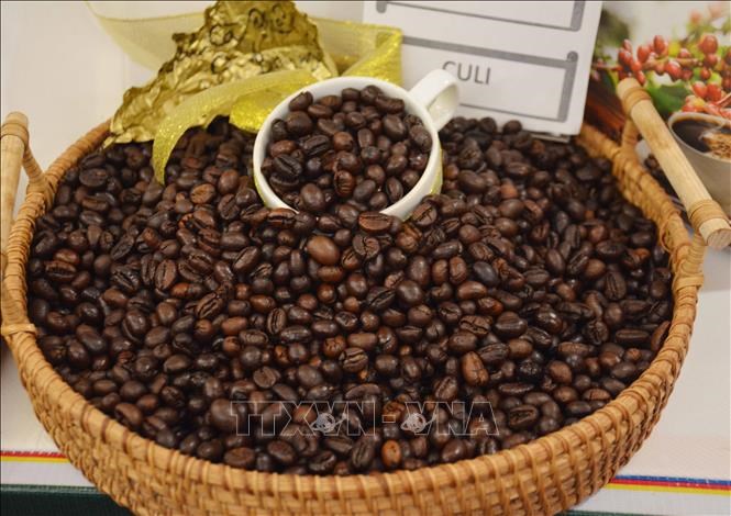 Cà phê đặc sản sẽ là đường dẫn của thương mại cà phê Việt Nam. Ảnh minh họa:Hoài Thu/TTXVN
