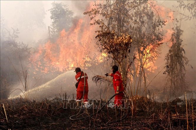 Lực lượng cứu hỏa nỗ lực dập lửa cháy rừng tại Kampar, tỉnh Riau, Indonesia,ngày 20.7.2025. Ảnh: THX/TTXVN