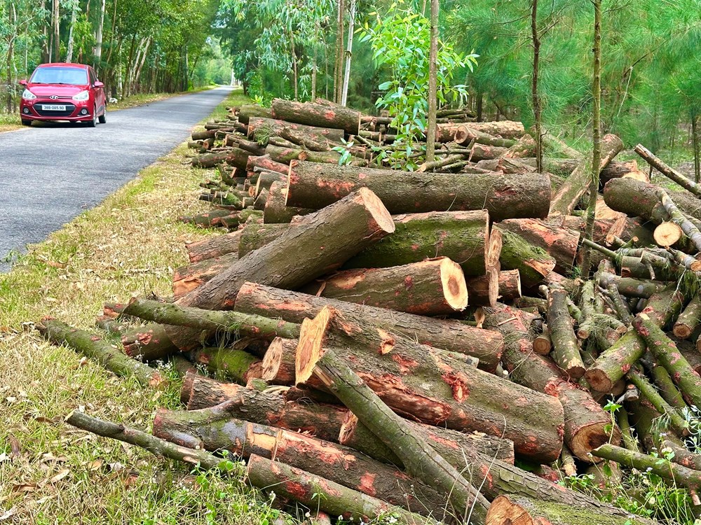 Rừng phi lao phòng hộ bị đốn hạ thời điểm sáp nhập - ảnh 7