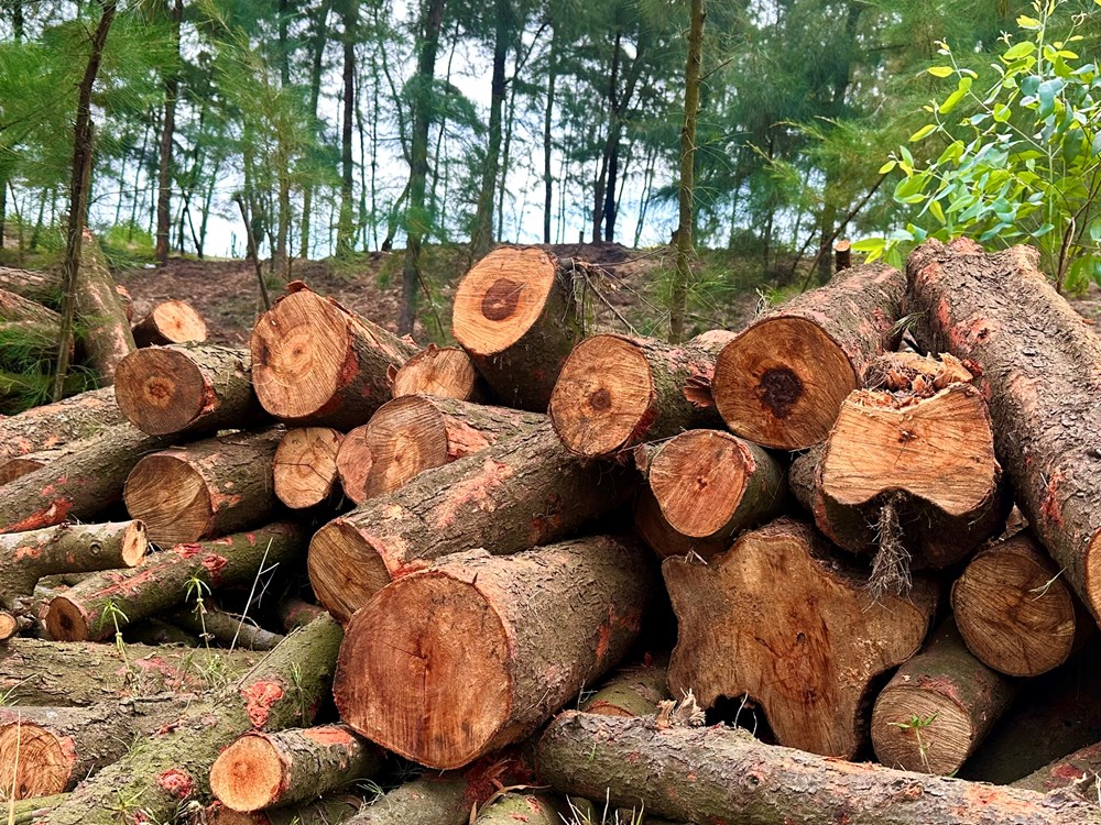 Rừng phi lao phòng hộ bị đốn hạ thời điểm sáp nhập - ảnh 6
