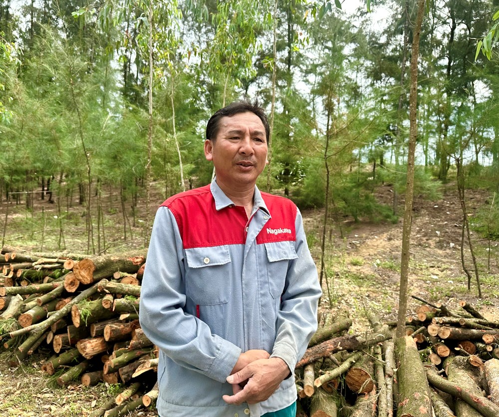 Rừng phi lao phòng hộ bị đốn hạ thời điểm sáp nhập - ảnh 4