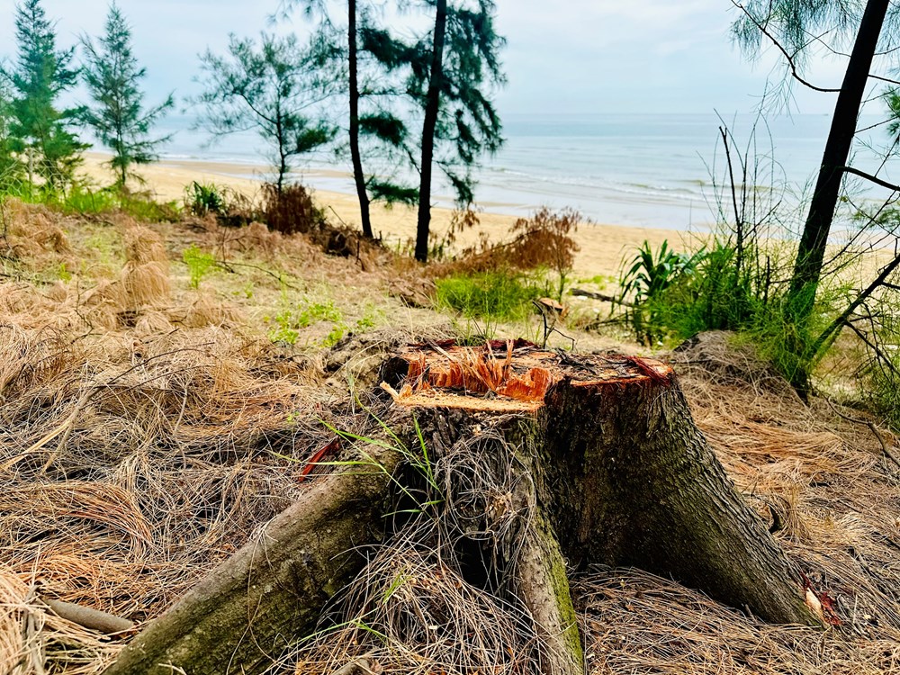 Rừng phi lao phòng hộ bị đốn hạ thời điểm sáp nhập - ảnh 3
