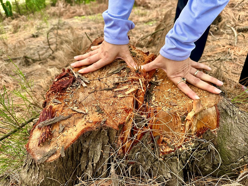 Rừng phi lao phòng hộ bị đốn hạ thời điểm sáp nhập - ảnh 2