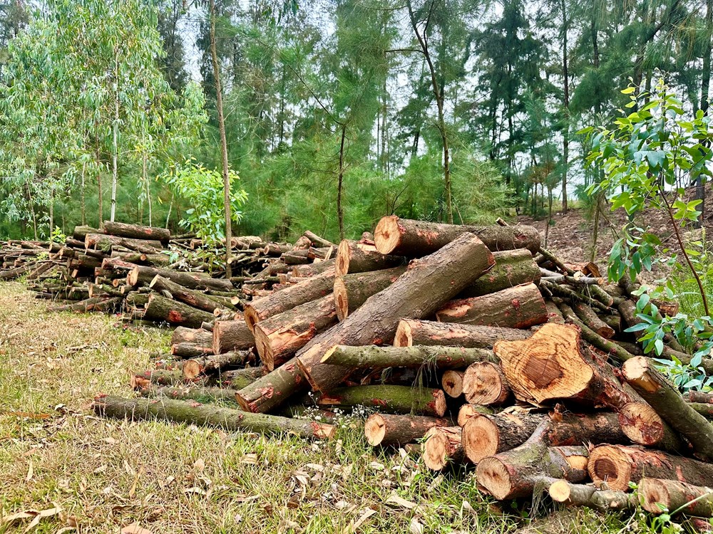 Hà Tĩnh siết chặt bảo vệ rừng trong giai đoạn sáp nhập - ảnh 1