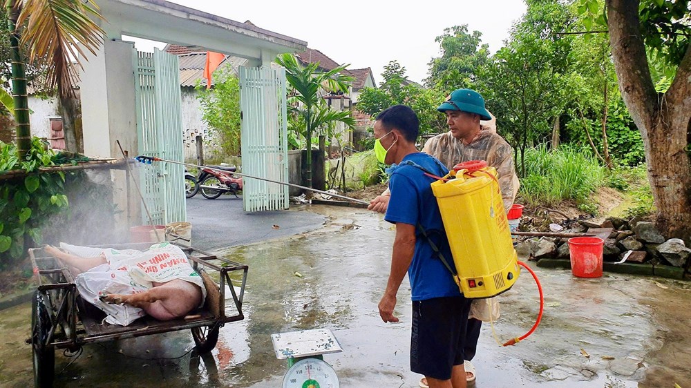 Dịch tả lợn châu Phi trước nguy cơ lan rộng tại Hà Tĩnh - ảnh 2