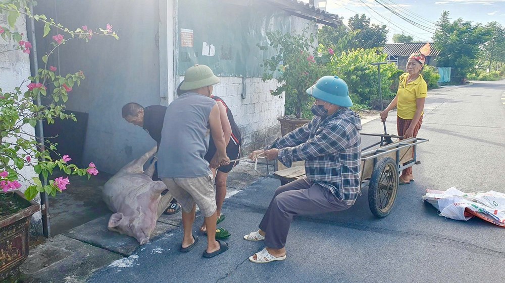 Dịch tả lợn châu Phi trước nguy cơ lan rộng tại Hà Tĩnh - ảnh 3