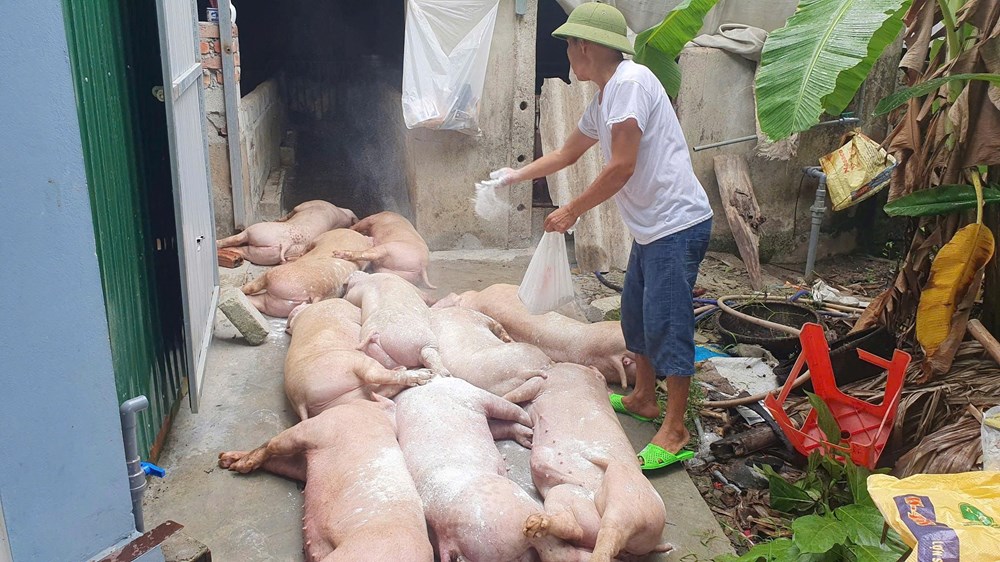 Dịch tả lợn châu Phi trước nguy cơ lan rộng tại Hà Tĩnh - ảnh 1