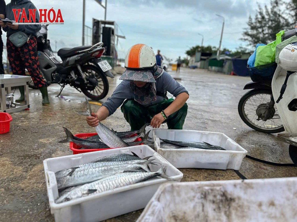 Ngư dân Hà Tĩnh trúng đậm hải sản trước bão số 5 - ảnh 4