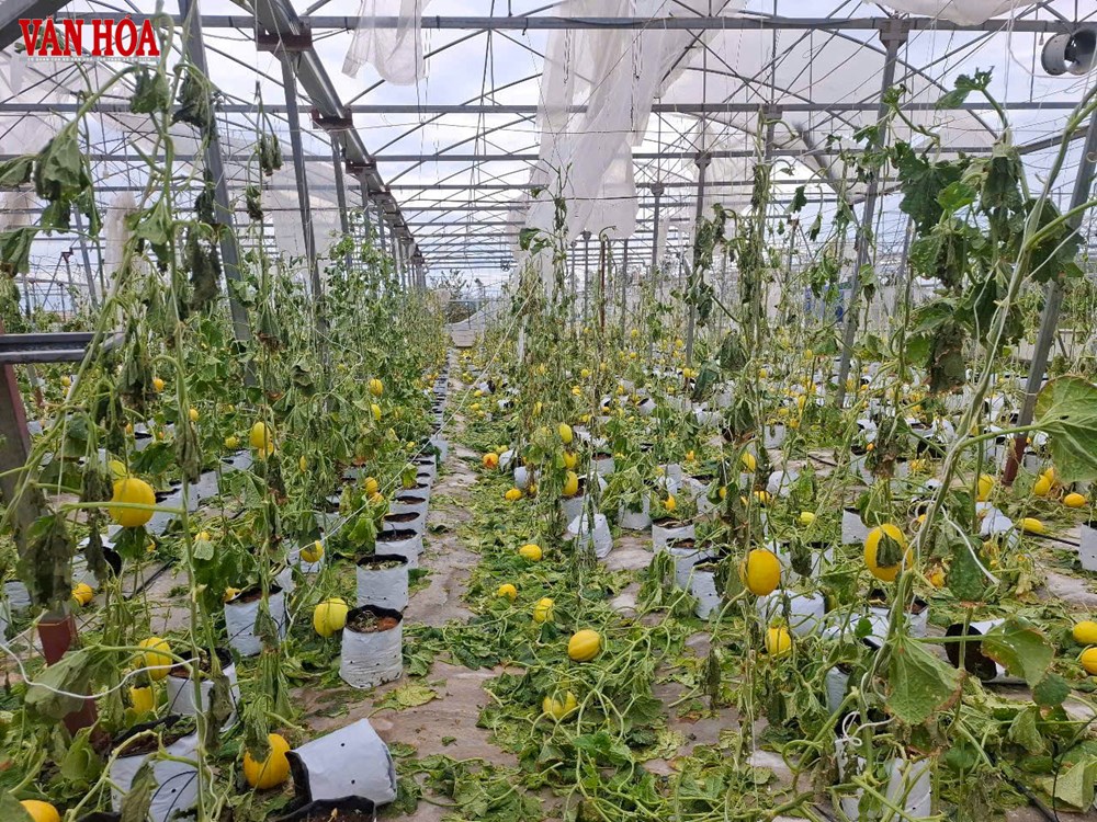 Thiệt hại nặng do bão số 5, Hà Tĩnh đề xuất Trung ương hỗ trợ 2.000 tỉ đồng - ảnh 4