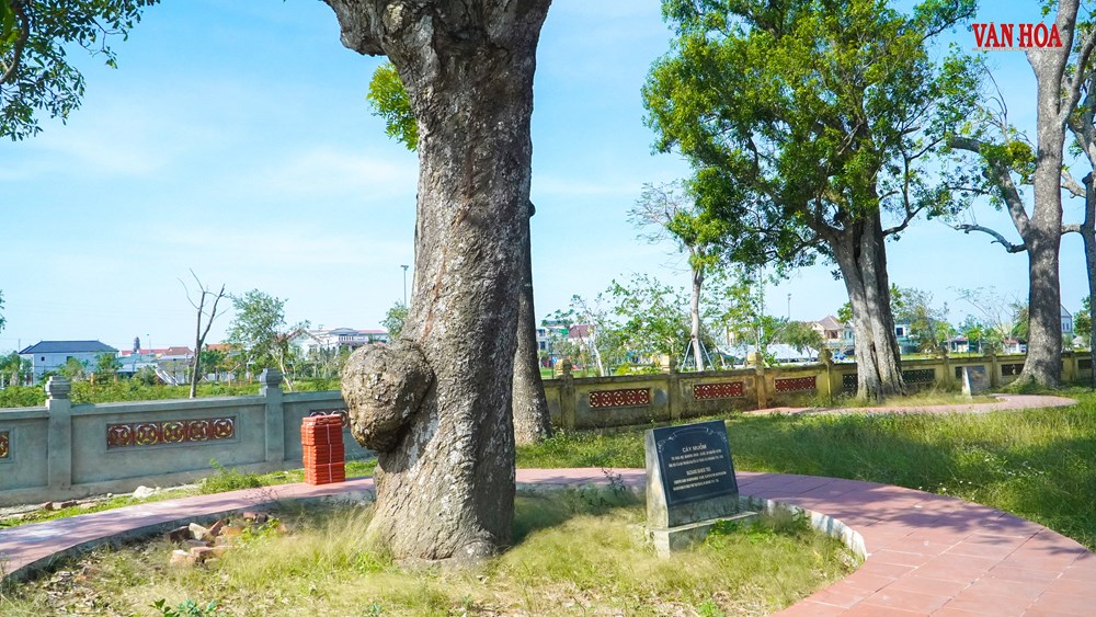 Chuyện về hai cây cổ thụ 300 tuổi tại Khu di tích Nguyễn Du - ảnh 4
