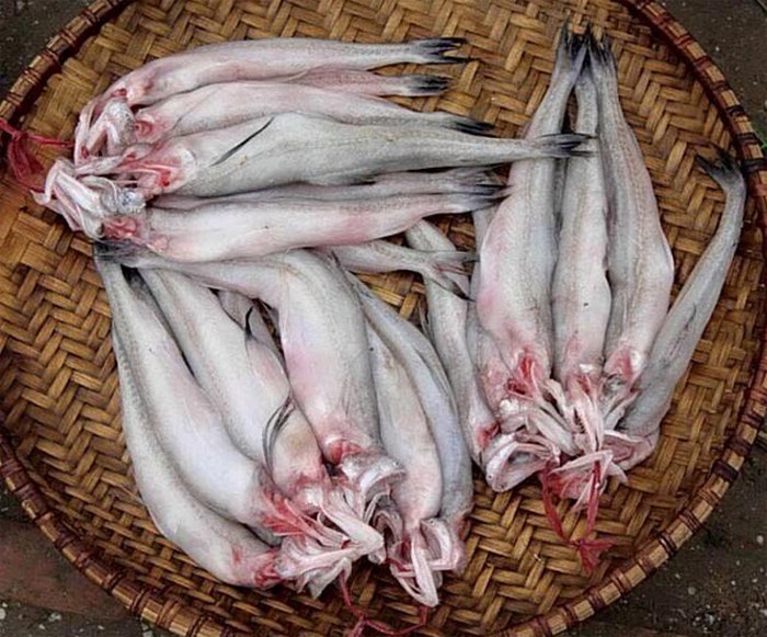 Cá cháo ngâm hoá chất độc nhiều chợ ở Hà Tĩnh - ảnh 1