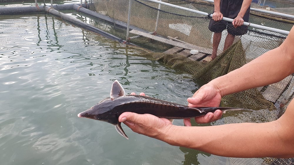 Hà Tĩnh cần đánh thức “mỏ vàng” dưới lòng hồ - ảnh 4