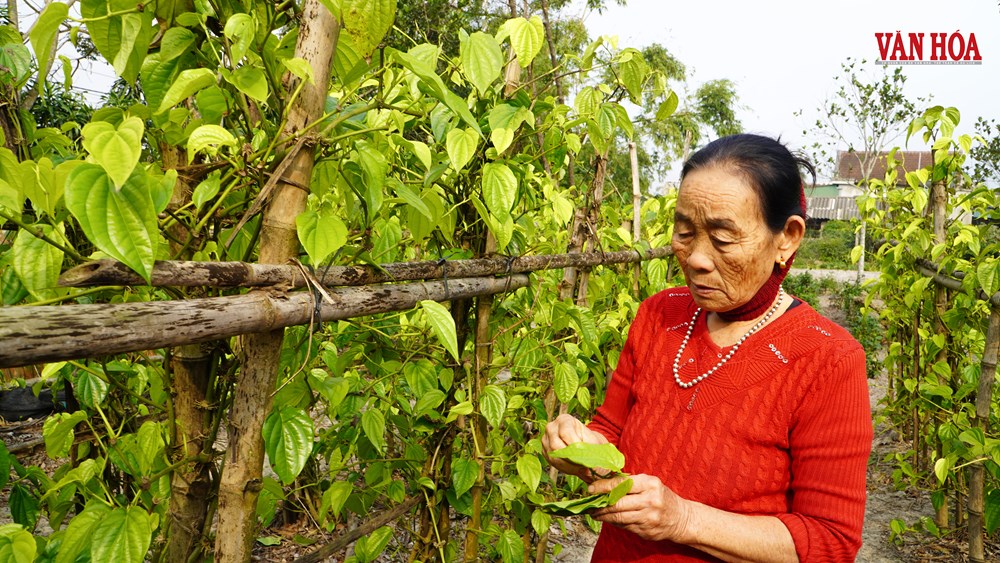 Độc đáo làng trầu tiến vua hàng trăm năm tại Hà Tĩnh - ảnh 2