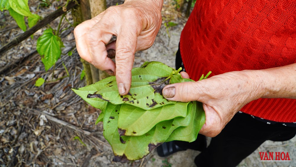 Độc đáo làng trầu tiến vua hàng trăm năm tại Hà Tĩnh - ảnh 3