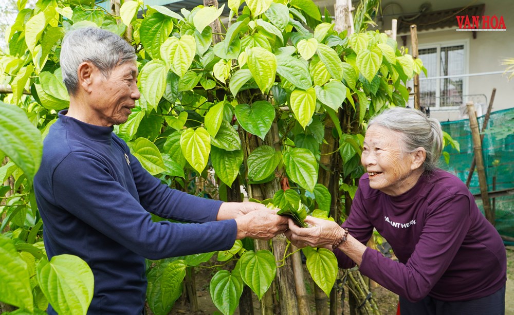 Độc đáo làng trầu tiến vua hàng trăm năm tại Hà Tĩnh - ảnh 4