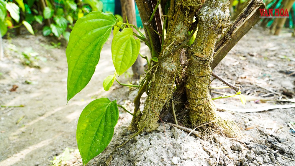 Độc đáo làng trầu tiến vua hàng trăm năm tại Hà Tĩnh - ảnh 6