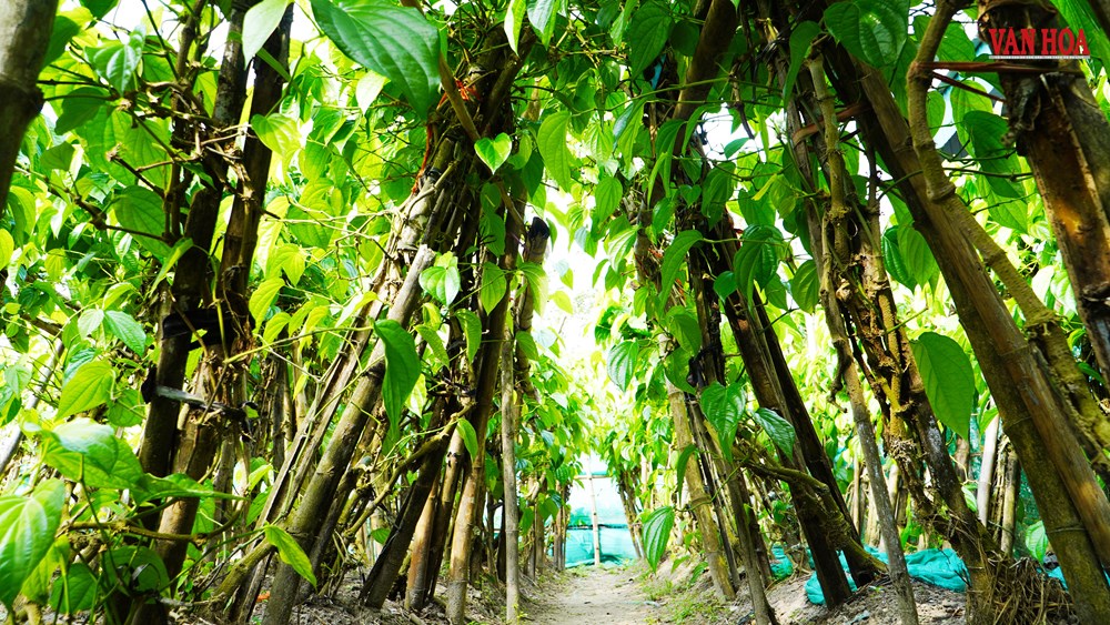 Độc đáo làng trầu tiến vua hàng trăm năm tại Hà Tĩnh - ảnh 5