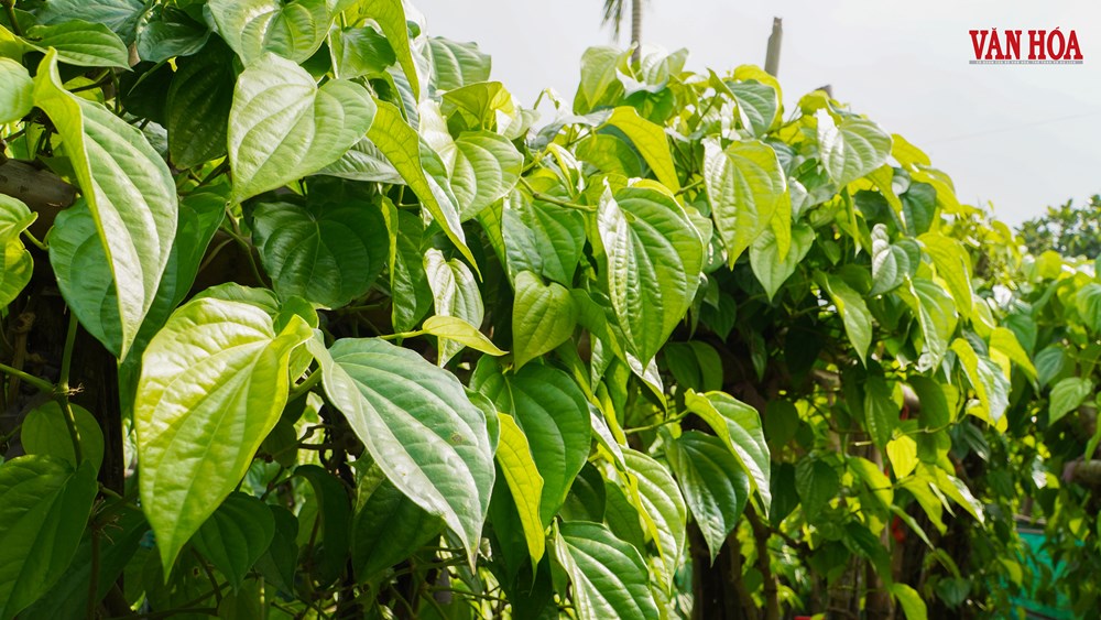 Độc đáo làng trầu tiến vua hàng trăm năm tại Hà Tĩnh - ảnh 7