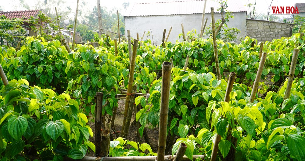 Độc đáo làng trầu tiến vua hàng trăm năm tại Hà Tĩnh - ảnh 1