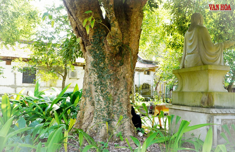 Chuyện về cây vải 300 tuổi gắn với cuộc đời Hải Thượng Lãn Ông - ảnh 2