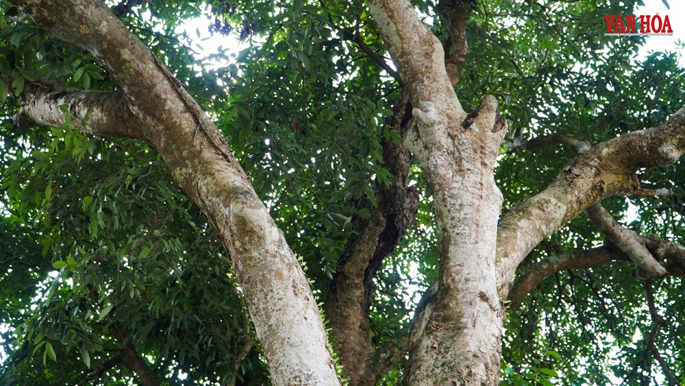 Chuyện về cây vải 300 tuổi gắn với cuộc đời Hải Thượng Lãn Ông - ảnh 7