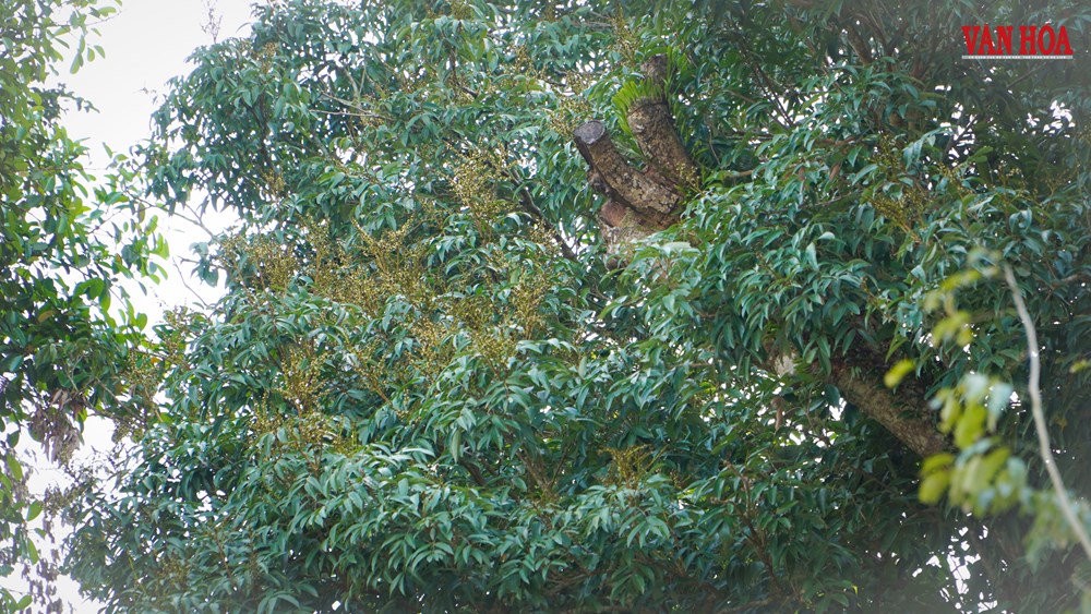 Chuyện về cây vải 300 tuổi gắn với cuộc đời Hải Thượng Lãn Ông - ảnh 9