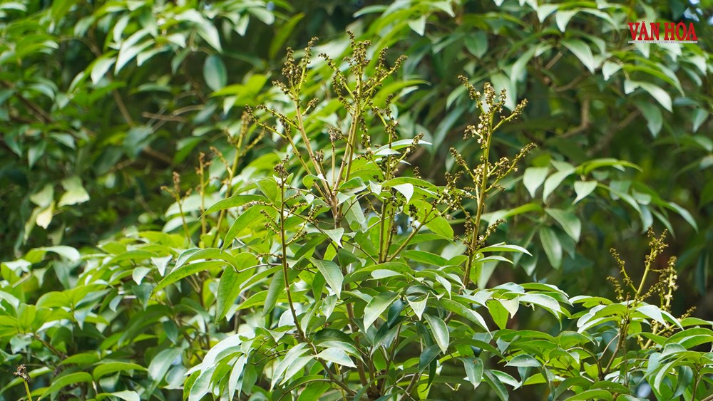 Chuyện về cây vải 300 tuổi gắn với cuộc đời Hải Thượng Lãn Ông - ảnh 10