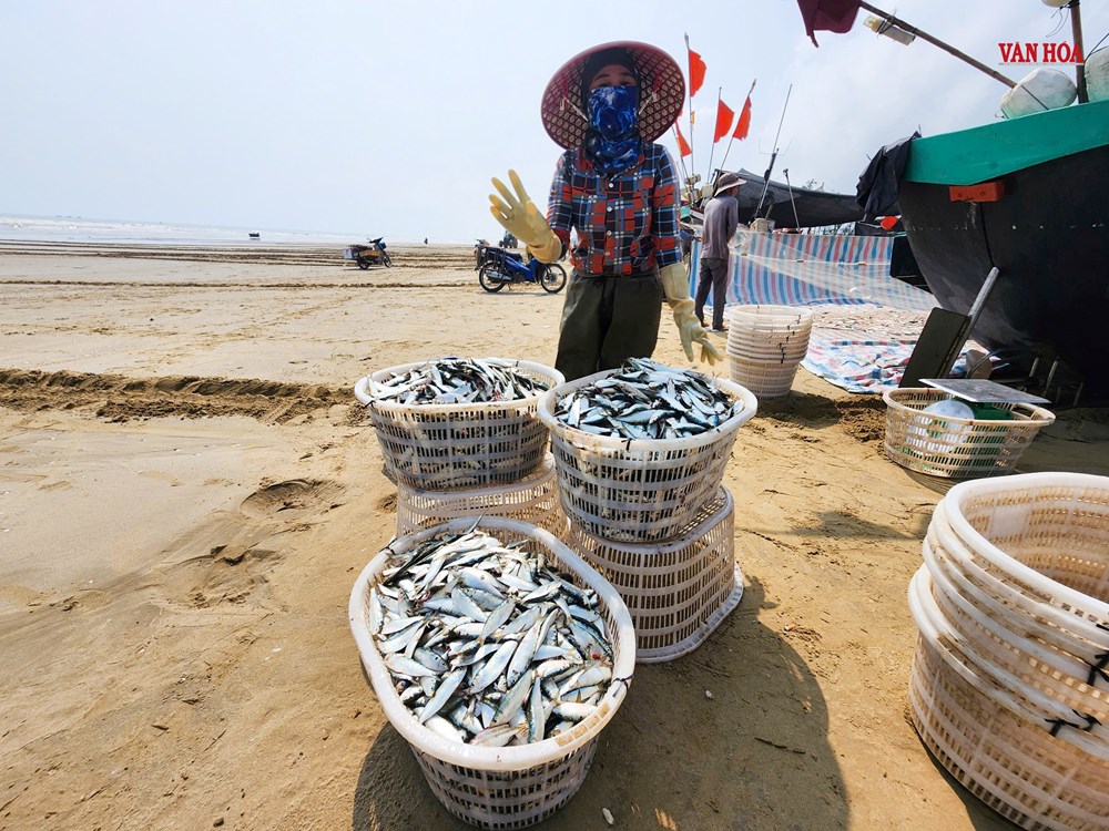 Cá trích dày đặc như “trải thảm”, ngư dân Hà Tĩnh trúng đậm chưa từng thấy - ảnh 3