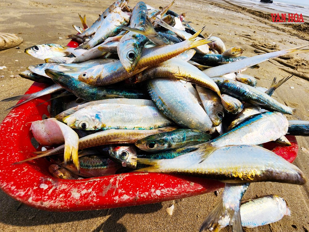 Cá trích dày đặc như “trải thảm”, ngư dân Hà Tĩnh trúng đậm chưa từng thấy - ảnh 4