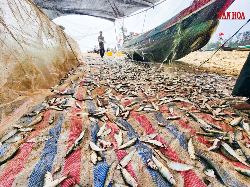 Cá trích dày đặc như “trải thảm”, ngư dân Hà Tĩnh trúng đậm chưa từng thấy - ảnh 5