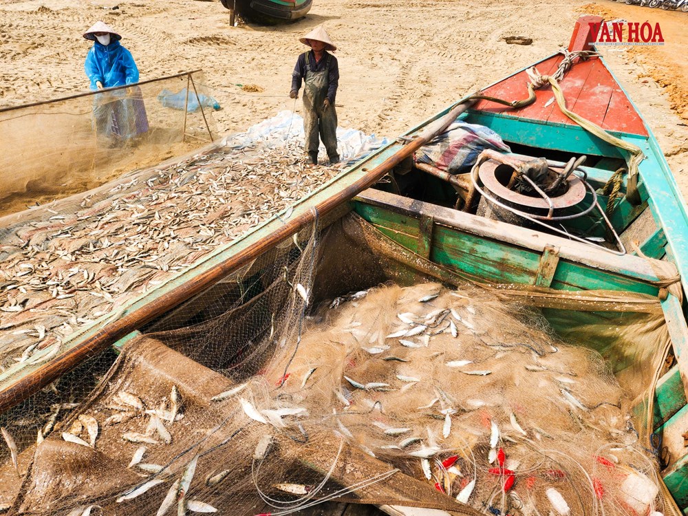 Cá trích dày đặc như “trải thảm”, ngư dân Hà Tĩnh trúng đậm chưa từng thấy - ảnh 2
