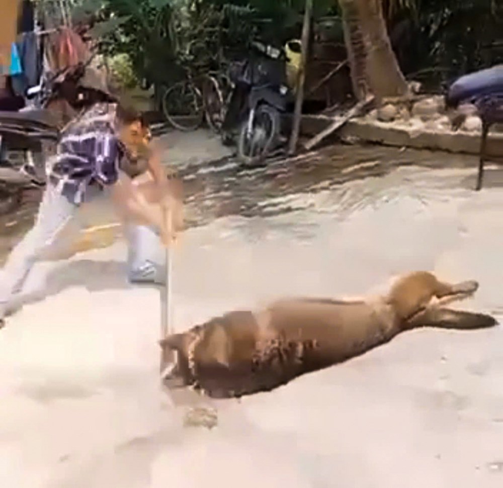 Chó tấn công chủ nuôi tử vong - ảnh 1