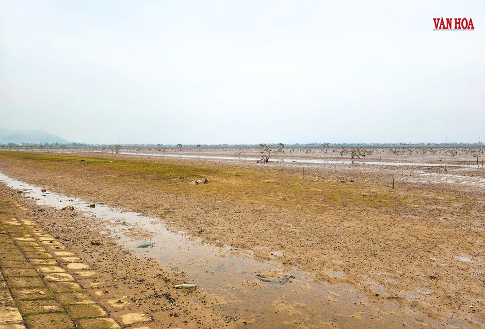 Rừng ngập mặn chết hàng loạt tại Hà Tĩnh - ảnh 3