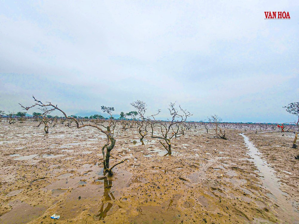 Rừng ngập mặn chết hàng loạt tại Hà Tĩnh - ảnh 1