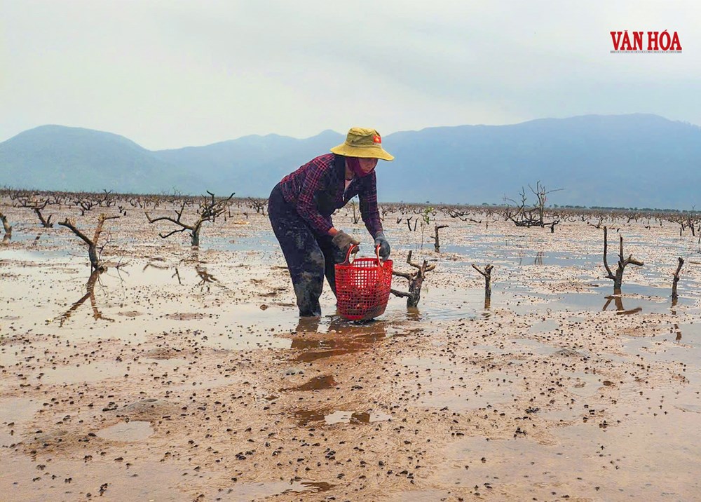 Rừng ngập mặn chết hàng loạt tại Hà Tĩnh - ảnh 2