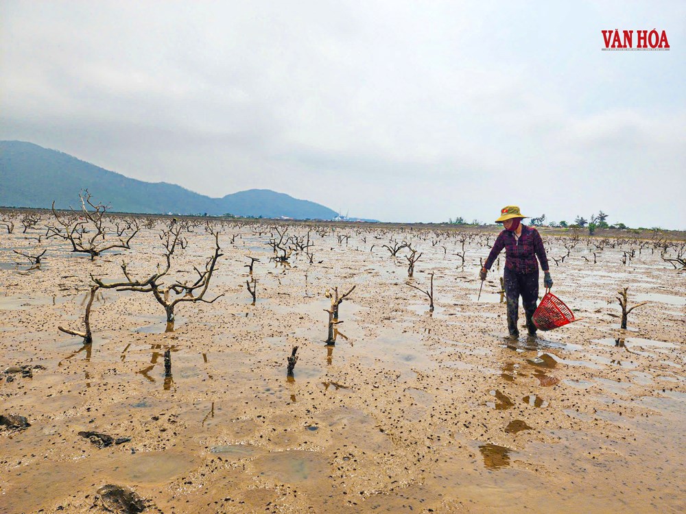 Nước không ô nhiễm, vì sao rừng ngập mặn vẫn chết trắng tại Hà Tĩnh? - ảnh 3