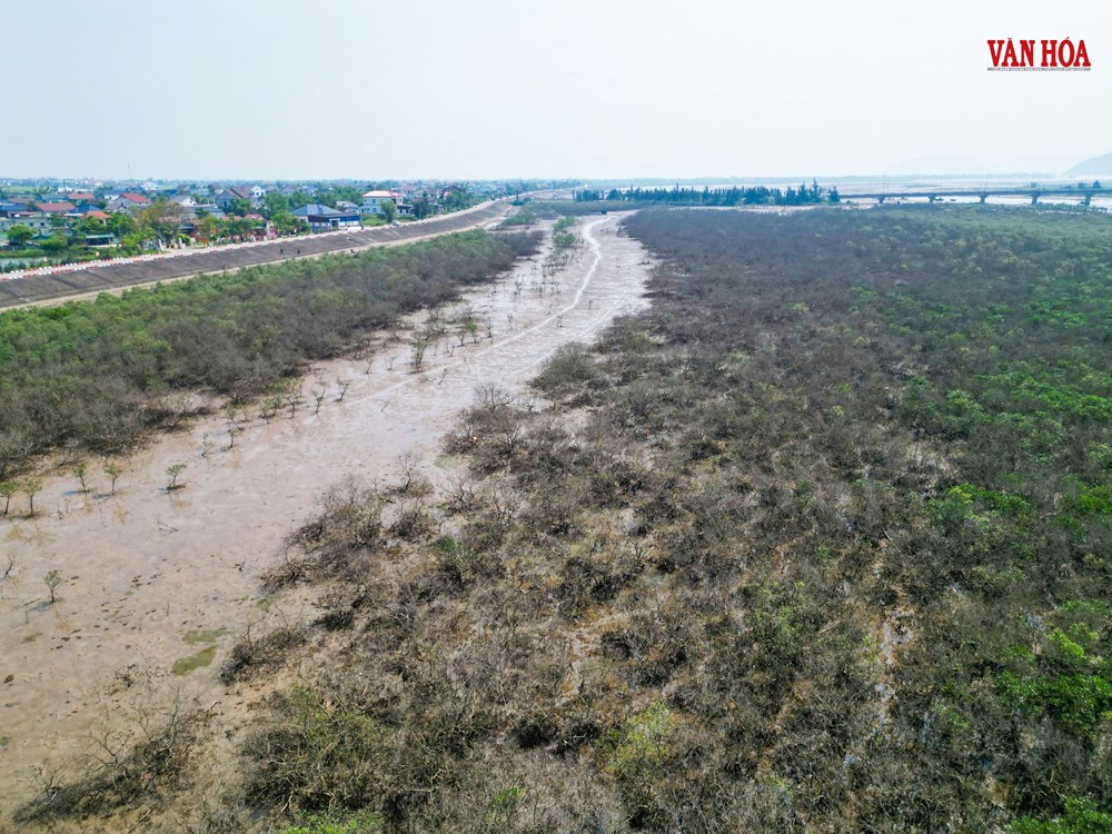 Nước không ô nhiễm, vì sao rừng ngập mặn vẫn chết trắng tại Hà Tĩnh? - ảnh 2
