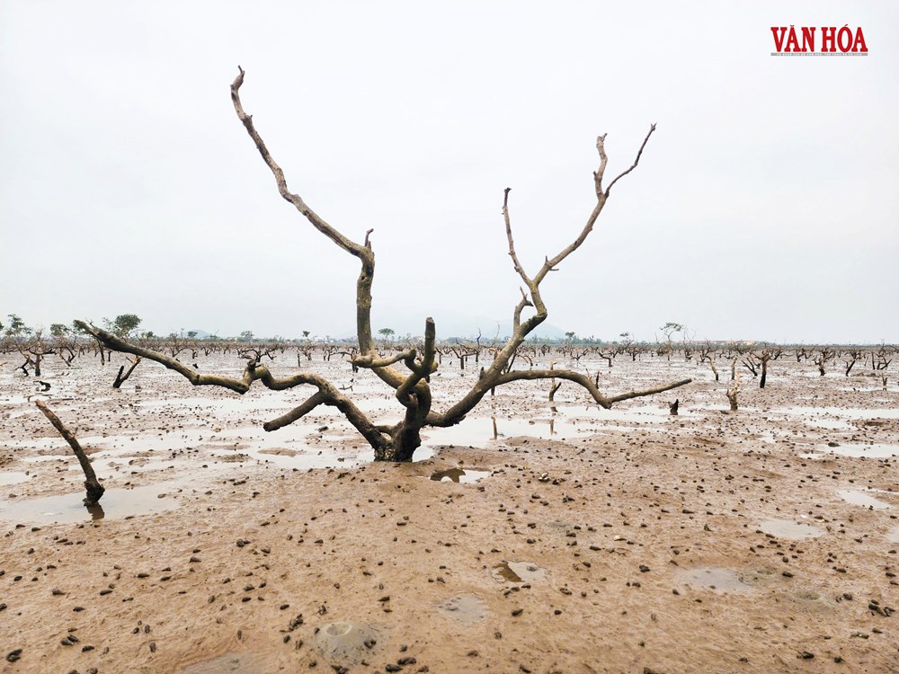 Nước không ô nhiễm, vì sao rừng ngập mặn vẫn chết trắng tại Hà Tĩnh? - ảnh 4